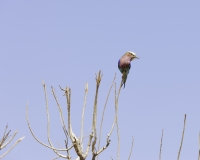 Ghiandaia marina pettolilla  - Coracias caudatus-Lilac Breasted Roller Foto AOK n. 5499