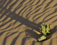 Fiore nel deserto vicino Merzouga, Marocco Foto n. AOK6398