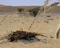 Preparazione focaccia cotta nella sabbia nel deserto prima di Zagora, Marocco Foto n. AOK6484