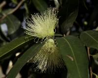 Fiore davanti la casa del prefetto a Seguri, Guinea Conacry Foto n. 9886