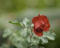 Rosa nel giardino del museo di Addis Abeba, Etiopia Foto n. MG_0021