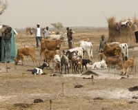 Scene di vita nel villaggio di Wrong 80 Km a nord/ovest di Gambela  Etnia Nuer, Etiopia Foto n. MG_1916