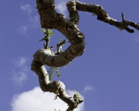 Ramo dell\'albero della Mirra a Socotra Yemen Foto n. AOK0286