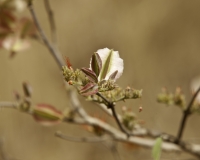 Fiori lungo la pista prima del Villaggio di Nani Fara Mali Foto n. AOK1208