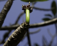 Fiore: Entebbe Botanical Gardens Foto n. AOK1618