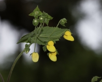 Fiore nella Fortezza di Kuelap Foto n. AOK1700