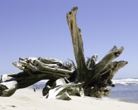 Scultura arborea sulla spiaggia vicino Caburè Brasile Foto N. AOK8044