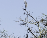 Airone cinerino – Ardea cinerea – Grey Heron Sud Sudan Foto n. POA1167