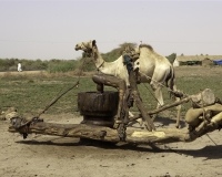 Spremitura olive lungo il Nilo nel Nord Sudan Foto n. 9624