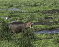 Ippopotamo - Hippopotamus amphibius – Hippopotamus Foto n. POA0231
