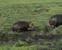 Ippopotamo - Hippopotamus amphibius – Hippopotamus Foto n. POA0268