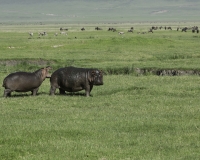 Ippopotamo - Hippopotamus amphibius – Hippopotamus Foto n. POA0268