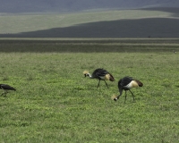 Gru coronata grigia - Balearica regulorum - Grey Crowned Crane Foto n. POA0299