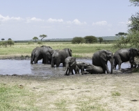 Elefante – Loxodonta africana - Elephant Foto n. POA0398