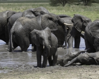 AnimaliElefante – Loxodonta africana - Elephant Foto n. POA0402