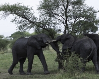 Elefante – Loxodonta africana - Elephant Foto n. POA0420