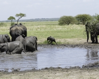 Elefante – Loxodonta africana - Elephant Foto n. POA0455