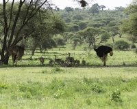 Struzzo – Struthio camelus – Ostrich Foto n. POA0471