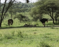 Struzzo – Struthio camelus – Ostrich Foto n. POA0475