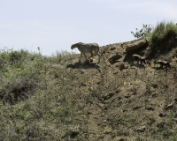 Ghepardo - Acinonyx jubatus - Cheetah Foto n. POA9625