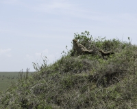 Ghepardo, Acinonyx jubatus, Foto n. POA9631