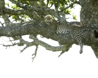 Leopardo - Panthera pardus – Leopard Foto n. POA9656
