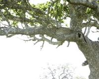 Leopardo - Panthera pardus – Leopard Foto n. POA9664