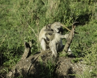 Babbuino verde – Paoio anubis – Olive baboon Foto n. POA9744