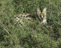 Gattopardo africano -Leptailurus serval -  Serval Foto n. POA9774-2