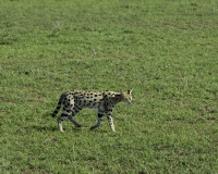 Gattopardo africano -Leptailurus serval -  Serval Foto n. POA9797