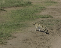 Gattopardo africano -Leptailurus serval -  Serval Foto n. POA9801