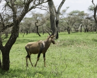 Antilope Topi o Damaliscus Lunatus – Antelope Topi Foto n. POA9869