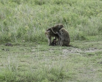 Babbuino verde – Paoio anubis – Olive baboon Foto n. POA9894