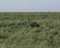 Ghepardo - Acinonyx jubatus - Cheetah Foto n. POA9942