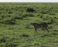 Ghepardo - Acinonyx jubatus - Cheetah Foto n. POA9947