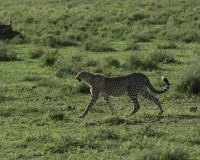 Ghepardo - Acinonyx jubatus - Cheetah Foto n. POA9948