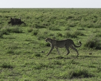 Ghepardo - Acinonyx jubatus - Cheetah Foto n. POA9948