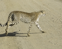 Ghepardo - Acinonyx jubatus - Cheetah Foto n. POA9972