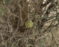 Zucchina selvatica del deserto Foto n. POA0751