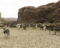 Abbeverata cammelli  nel letto del Oued Archei Foto n. POA0769