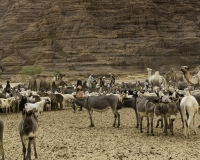 Abbeverata cammelli  nel letto del Oued Archei Foto n. POA0773