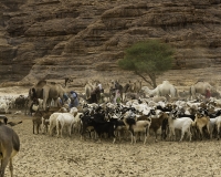 Abbeverata cammelli  nel letto del Oued Archei Foto n. POA0775