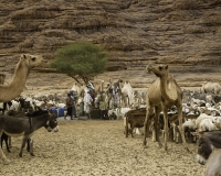 Abbeverata cammelli  nel letto del Oued Archei Foto n. POA0784