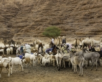 Abbeverata cammelli  nel letto del Oued Archei Foto n. POA0800
