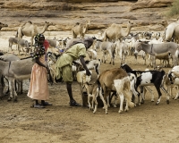 Abbeverata cammelli  nel letto del Oued Archei Foto n. POA0812