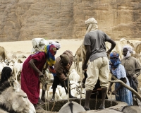 Abbeverata cammelli  nel letto del Oued Archei Foto n. POA0847