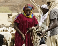 Abbeverata cammelli  nel letto del Oued Archei Foto n. POA0853