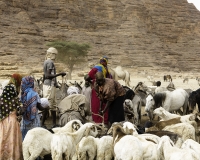 Abbeverata cammelli  nel letto del Oued Archei Foto n. POA0870
