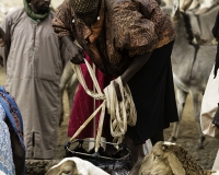 Abbeverata cammelli  nel letto del Oued Archei Foto n. POA0880