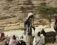 Abbeverata cammelli  nel letto del Oued Archei Foto n. POA0891